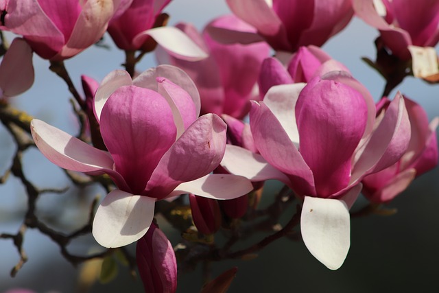 Comment choisir la variété de magnolia la plus adaptée à la culture en pot