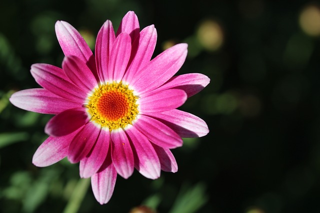 Connaissez-vous la marguerite des Canaries ? Il vous donnera de magnifiques couleurs