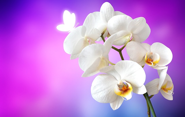 Pourquoi mon orchidée ne fleurit pas même si mars est arrivé ?