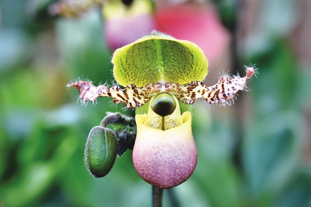 Connaissez-vous vraiment le bon moment pour rempoter l'orchidée ?