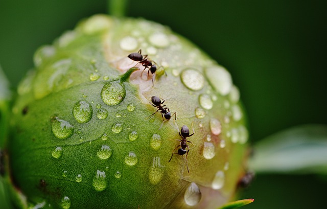 Comment se débarrasser des fourmis : Les jardiniers révèlent 3 astuces simples
