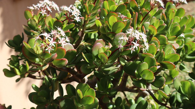 Après les dégâts du gel hivernal, guérit l'arbre de jade comme ceci