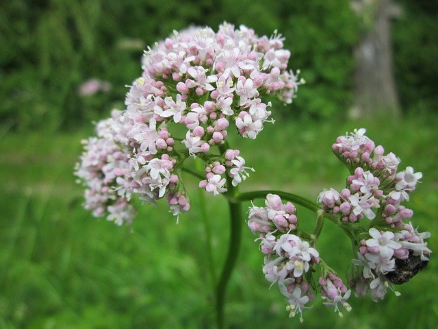 Prendre soin de Valeriana officinalis selon ces règles pour la faire durer éternellement