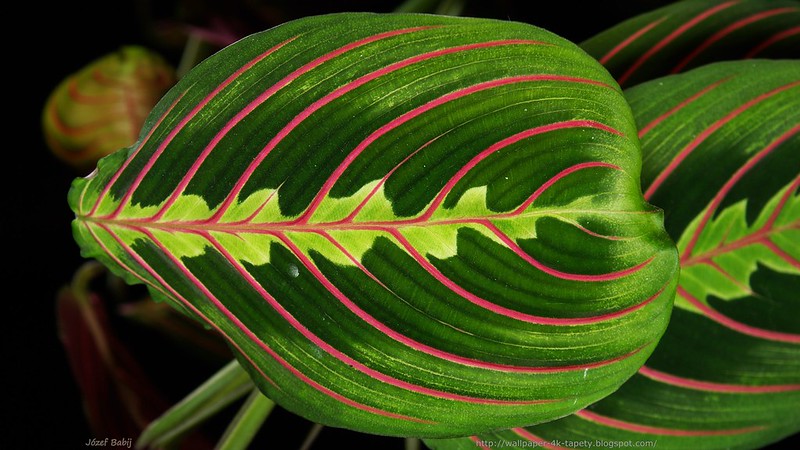 Maranta tricolore