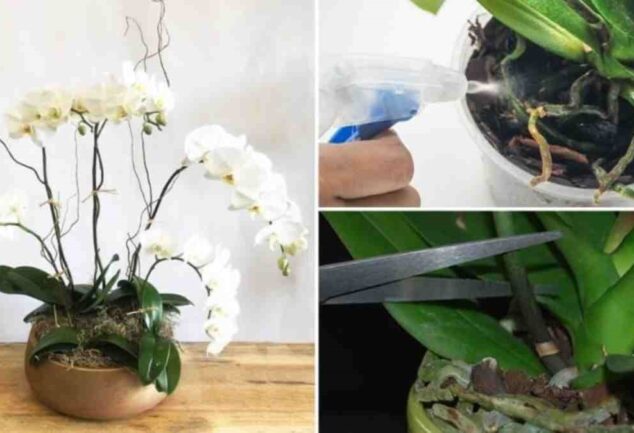 Comment Faire Pour Avoir De Belle Orchidée