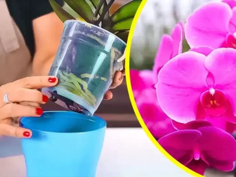 6 astuces pour garder les orchidées en fleurs et les faire durer des années