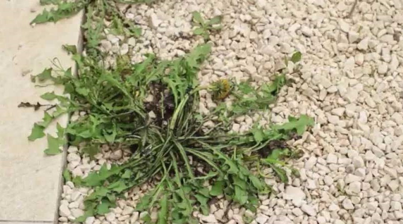 Comment Éliminer Les Mauvaises Herbes Qui Poussent Dans Le Gravier.