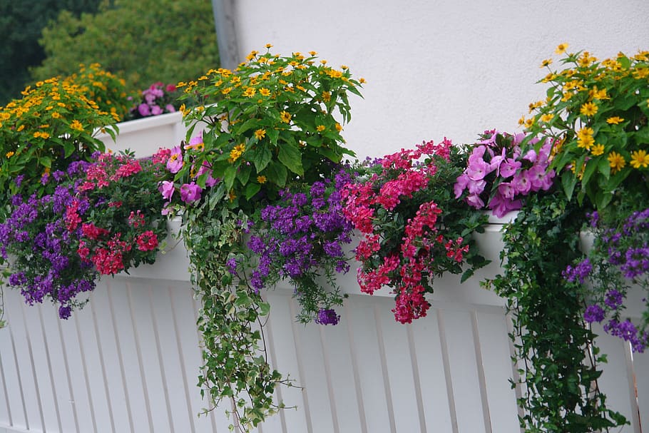 plantes de balcon 