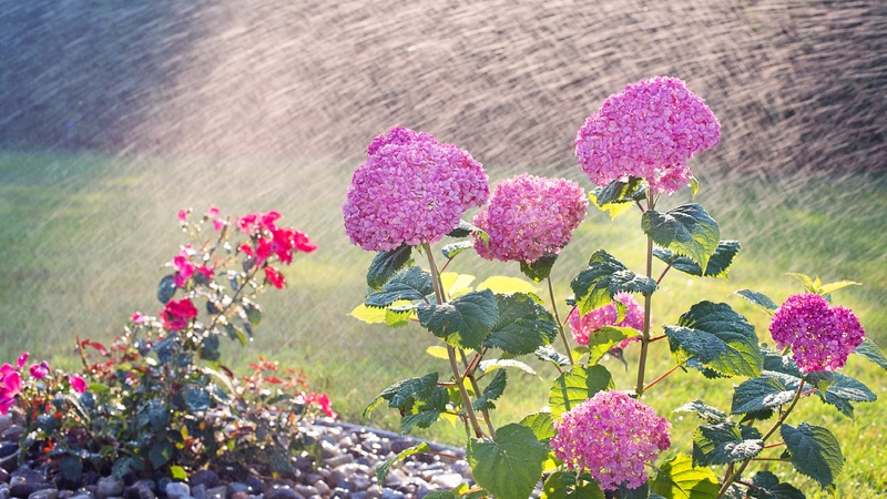 Les plantes parfaites pour un balcon en printemps 