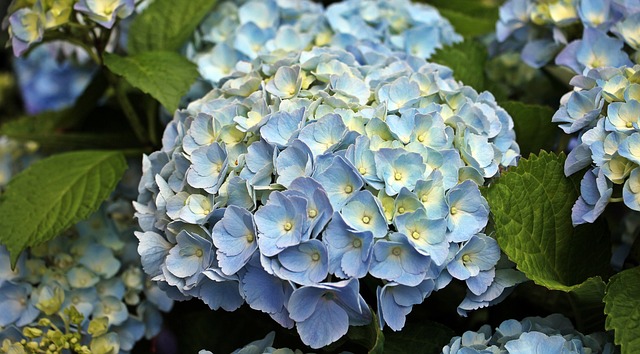 Comment changer la couleur de vos hortensias en utilisant simplement de l'eau