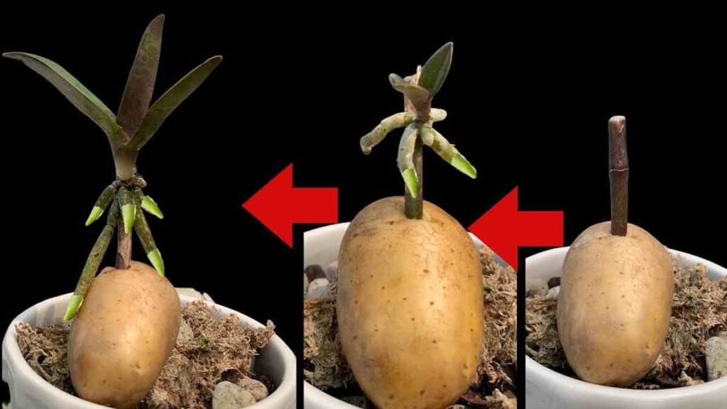 Orchidées: comment les propager avec une pomme de terre