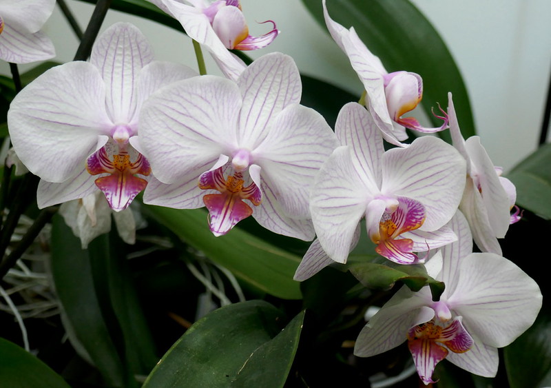 l’orchidées 