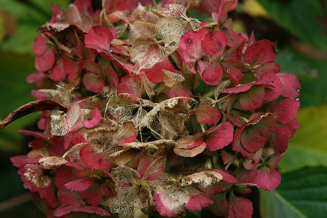 3 raisons les plus courantes pour lesquelles les hortensias se dessèchent