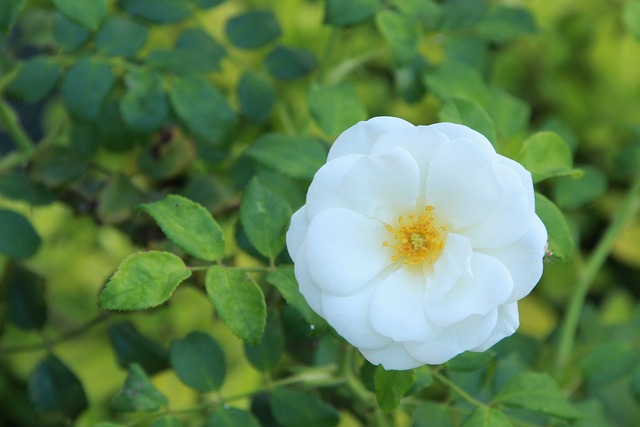 Les 3 variétés de roses les plus belles et les plus simples à cultiver
