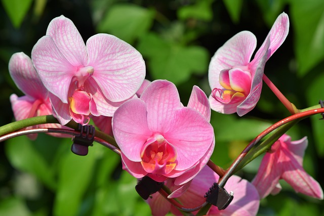 orchidées 
