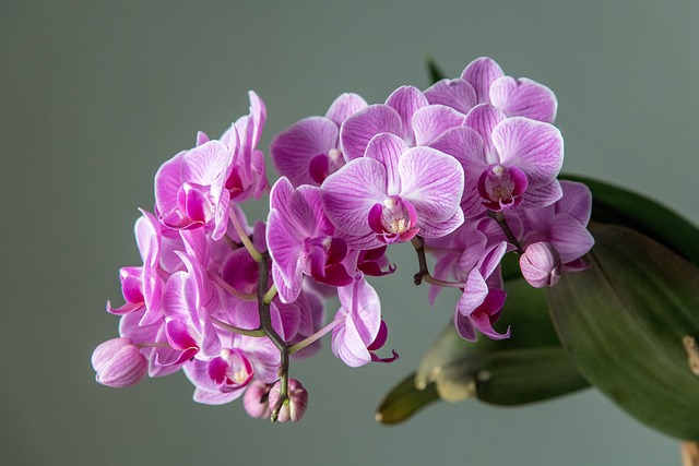 Où placer l'Orchidée Phalaenopsis, si la maison n'a pas beaucoup de lumière?