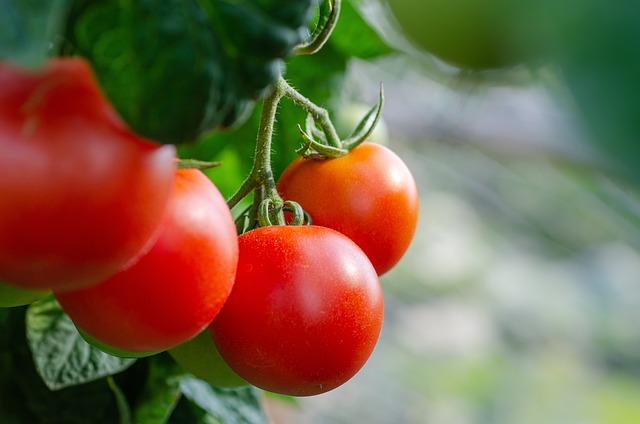 10 Étapes Simples Pour Faire Pousser Entre 15 Et 30 Kilos Par Pied De Tomates.