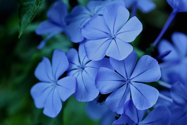 4 conseils de pépiniéristes pour avoir Plumbago plein de petites fleurs bleues
