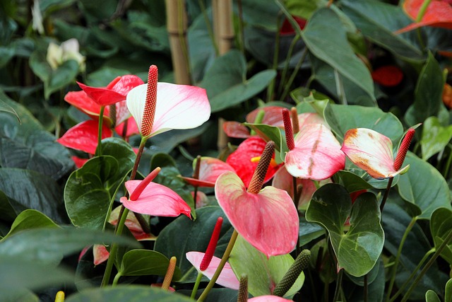 Si vous avez l’une de ces plantes dans votre maison, prenez-en soin, car vous avez un trésor et vous ne le savez pas