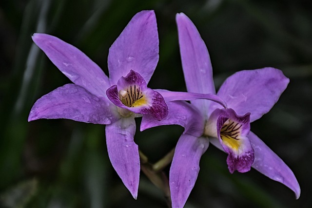 Comment comprendre si la température à la maison est bonne pour l'orchidée