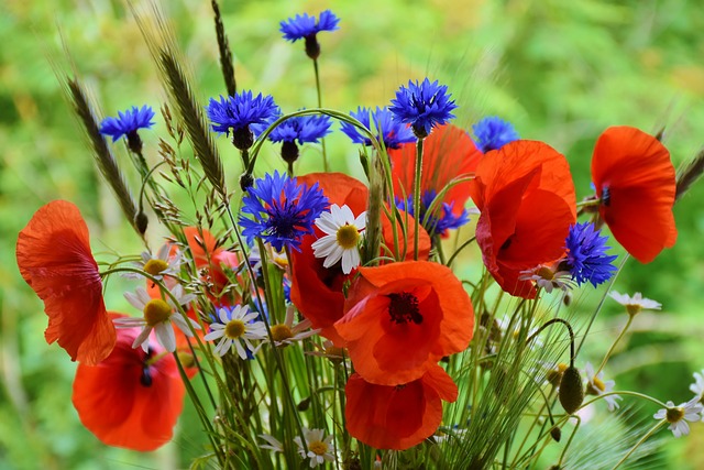 Cultiver et entretenir le bleuet : tout ce que vous devez savoir sur cette fabuleuse plante sauvage