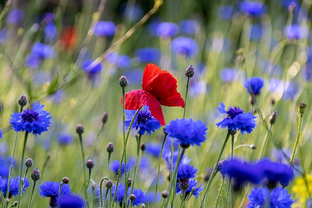 Cultiver et entretenir le bleuet : tout ce que vous devez savoir sur cette fabuleuse plante sauvage