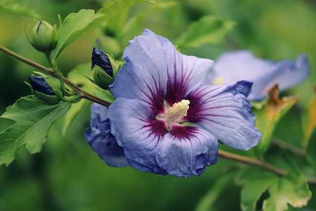 Comment faire pousser un Hibiscus syriacus