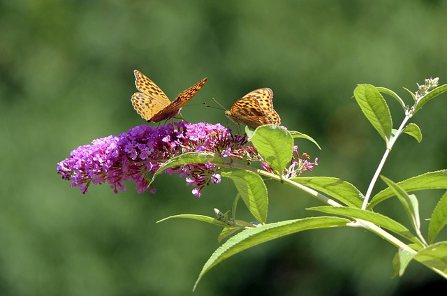 Plantes de bordure pour protéger l'intimité de vos jardins