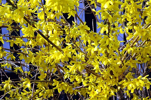 Forsythia pour mon balcon, la plante à la couleur du soleil