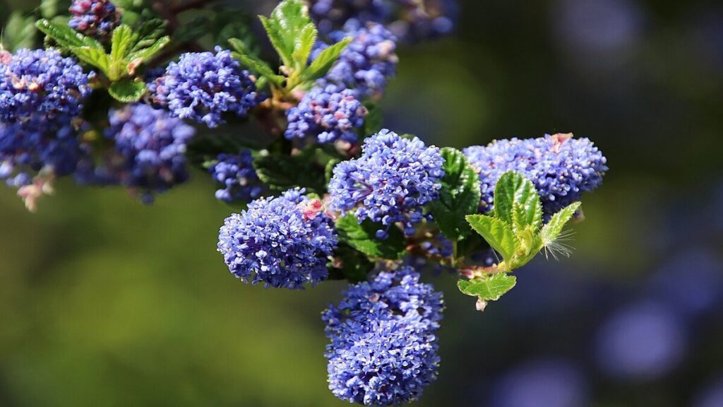 Ceanothus : tout ce qu'il faut savoir