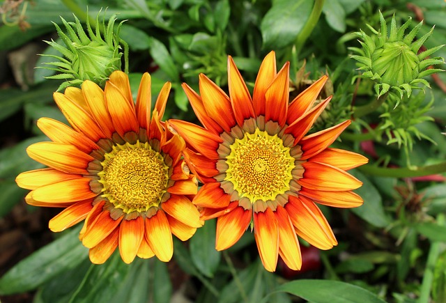 Les plantes à floraison printanière parfaites pour le plein soleil