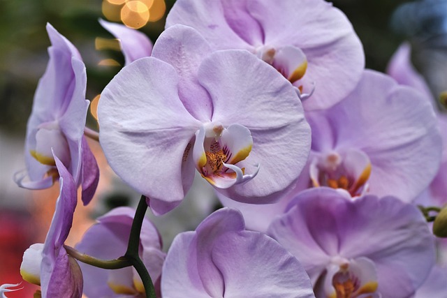 Les petites pratiques de soins que je consacre à mon Orchidée avant l'arrivée du printemps