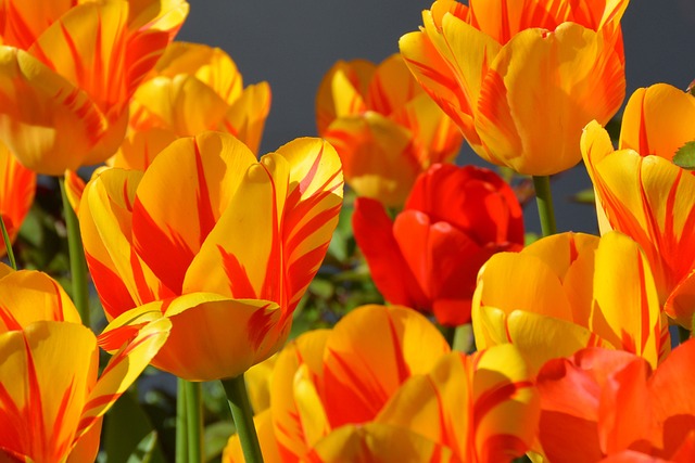 Comment planter des tulipes pour colorer votre balcon