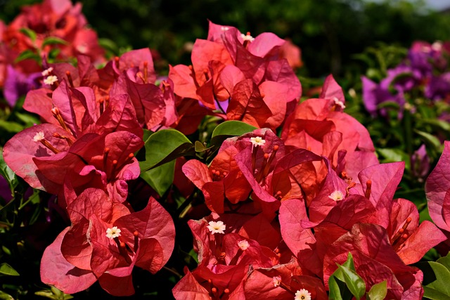 Comment transplanter un bougainvillier étape par étape