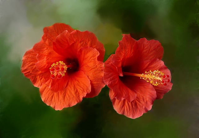 Les plus belles variétés d'Hibiscus à conserver au Jardin