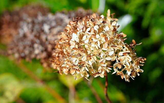 Comment tenter de récupérer les Hortensias complètement séché