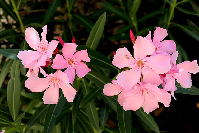 Reproduction de laurier-rose est simple si vous suivez ces étapes spécifiques