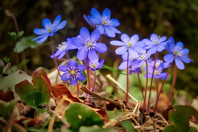 5 fleurs de balcon résistantes à la chaleur étouffante et aux fortes chaleurs