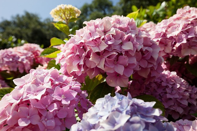 Obtenez les plus grandes fleurs jamais vues sur les hortensias grâce à ces conseils de fertilisation