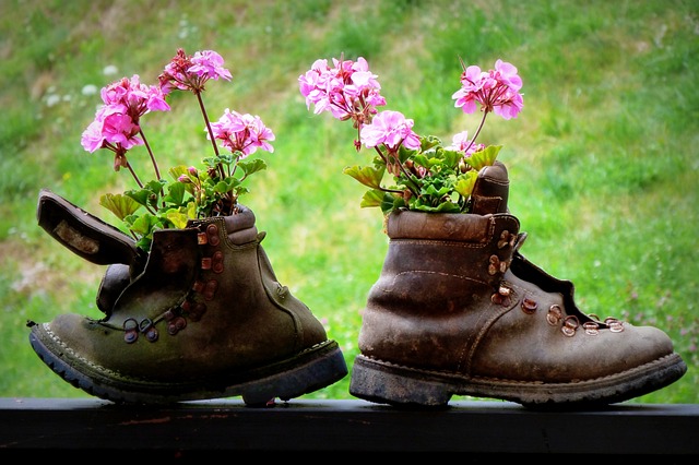 Géraniums : voici comment aider cette plante à survivre à l’hiver