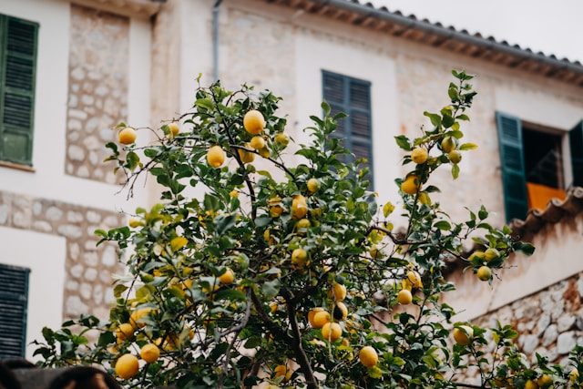 Quelles sont ces bosses sur les feuilles ou les branches du citronnier ?