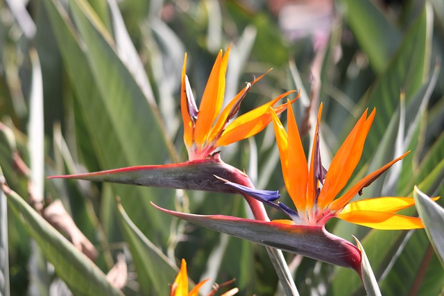 Faut-il placer le Strelitzia à l’intérieur en automne ?