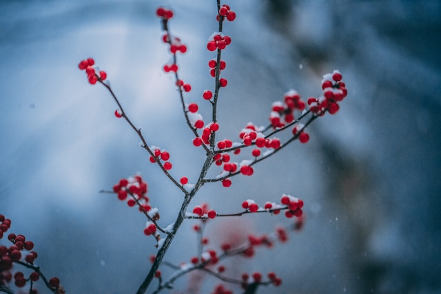 Quelles plantes d'extérieur choisir pour résister au froid ?