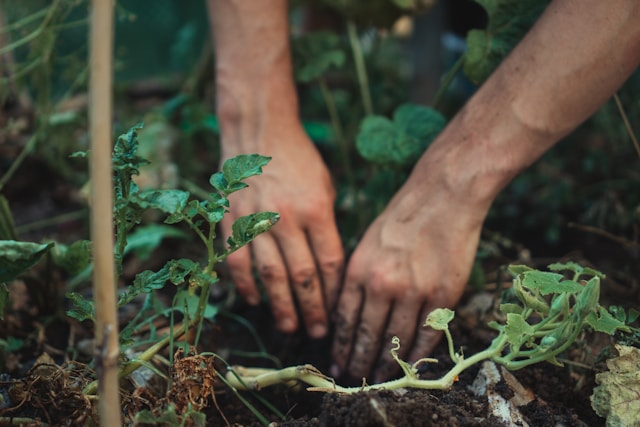 Comment comprendre si le sol est trop compact pour les plantes ?