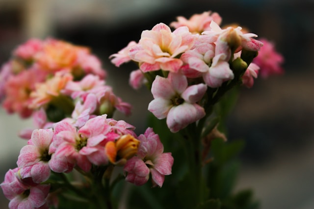 Comment aider Kalanchoé en automne à avoir une magnifique floraison hivernale