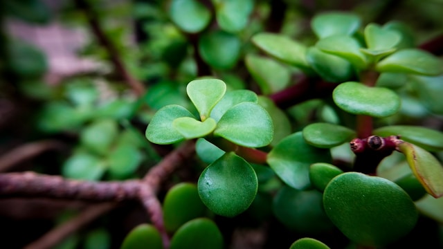 Comment savoir si l’Arbre de Jade vieillit ?