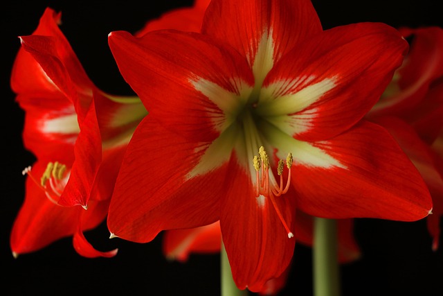 Que faire des bulbes d’Amaryllis après la floraison ?