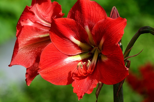 Comment préparer l'Amaryllis pour sa floraison hivernale