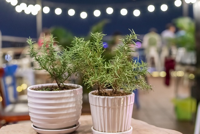 5 astuces avec des pots et des soucoupes sur le balcon pour protéger les plantes du froid