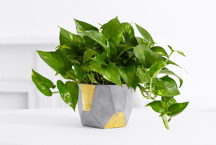 Comment et quand tailler les Pothos ?